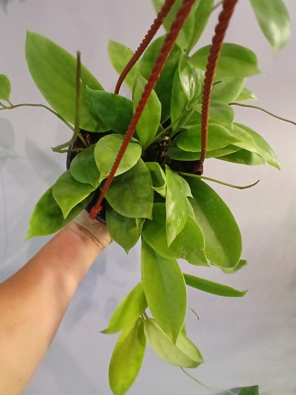 Hoya Incrassata